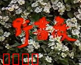 野蔷薇：命案取证